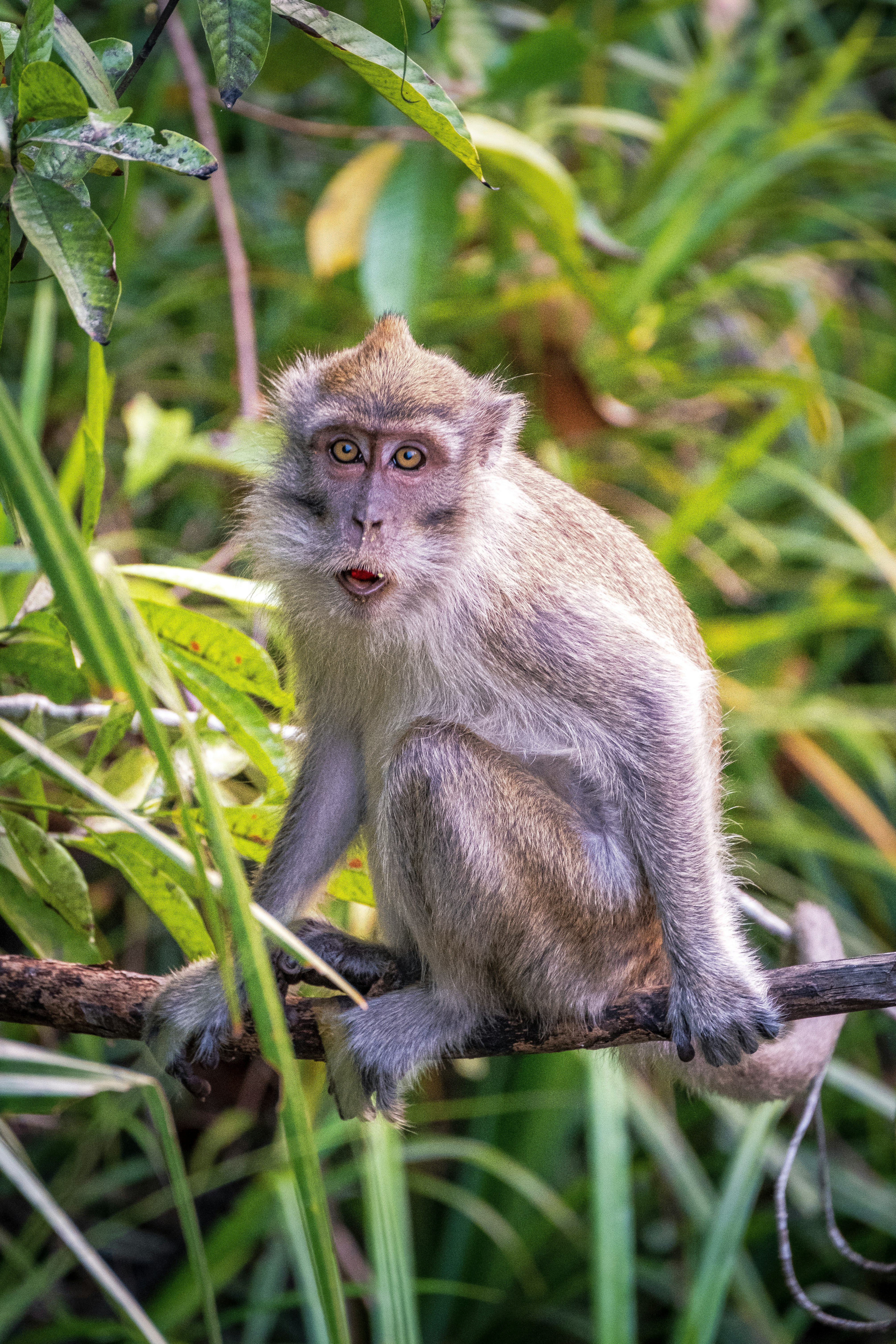 brown monkey on tree branch during daytime